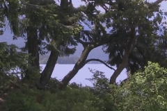 Crescent Lake Trees
