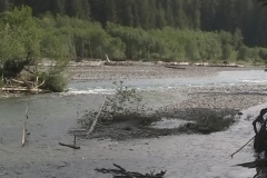 Hoh River with Forest