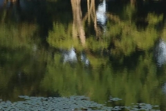 Lake Sacajawea Reflection with Lily Pads 01