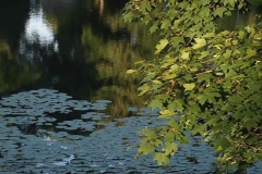 Lake Sacajawea Reflection with Lily Pads & Maple