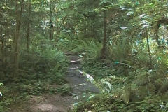 Path through Woods