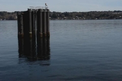 Pilings on the Puget Sound 01