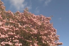 Pink Dogwood against a Blue Sky