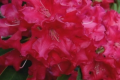 Red Rhododendron Loop