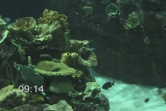 Aquarium