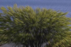 Bush Splatter Loop