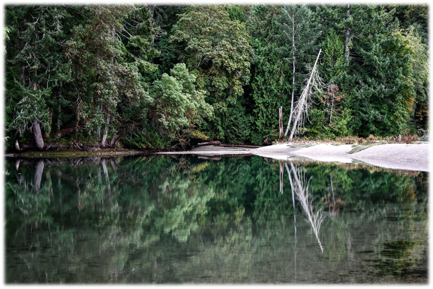 Dead tree reflection