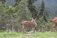 Deer at Hurricane Ridge