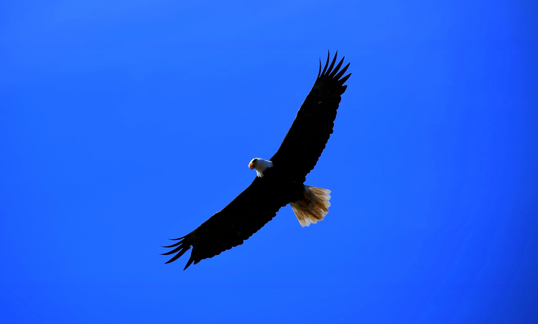 Eagles Soar
