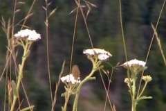 Flowers & Grass Loop