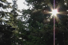 Forest Cross