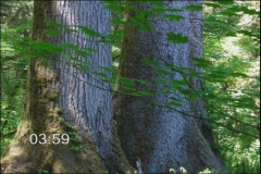 Hoh Rain Forest
