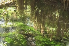Hoh Rain Forest Spring Fed Creek