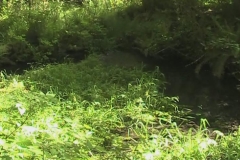 Hoh Rain Forest Spring Fed Creek