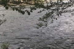 Hoh River with Branches