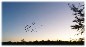Lion's Park with Canada Geese in Flight