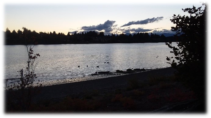 Lion's Park with Canada Geese