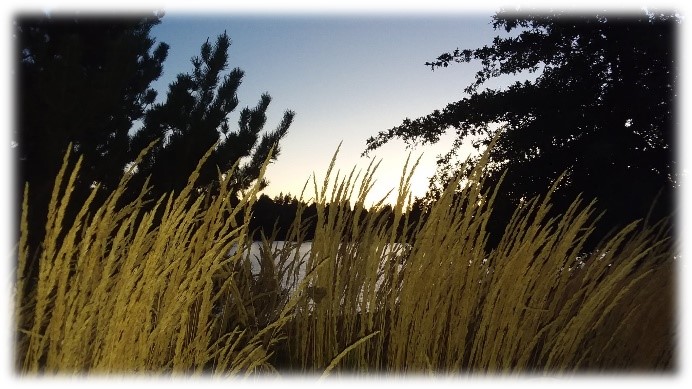Lion's Park with Ornamental Grass