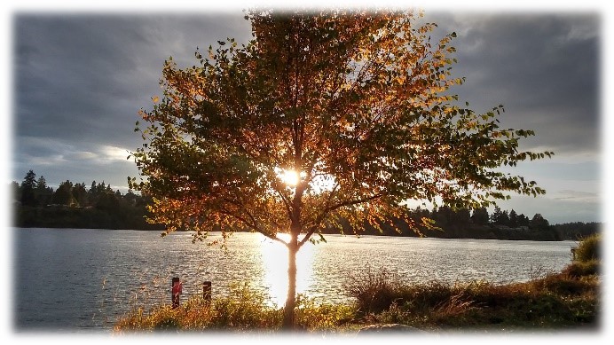 Lion's Park with Sunburst behind a Tree