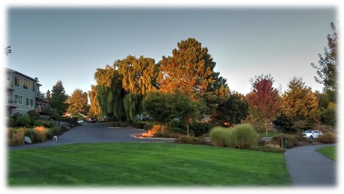 Lion's Park with Weeping Willow & Pine