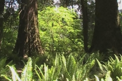 Old Growth