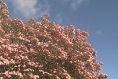 Pink Dogwood against a Blue Sky Half Speed