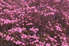 Pink Dogwood Half Speed with Magenta Tint