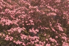 Pink Dogwood Half Speed with Red Tint