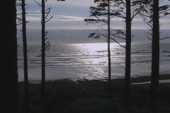 Ruby Beach Silhouetted Trees