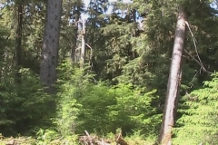 Still Forest