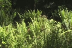 Sword Ferns