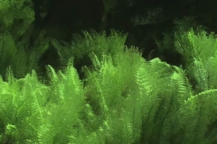 Time Ghosted & Organically Blurred Sword Ferns