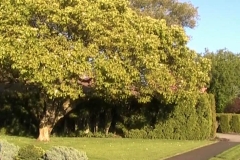 Tulip Tree in Summer