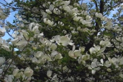Flowers, Plants & Trees