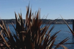 Wind Blow Grass